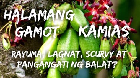 Halamang Gamot Sa Lagnat .